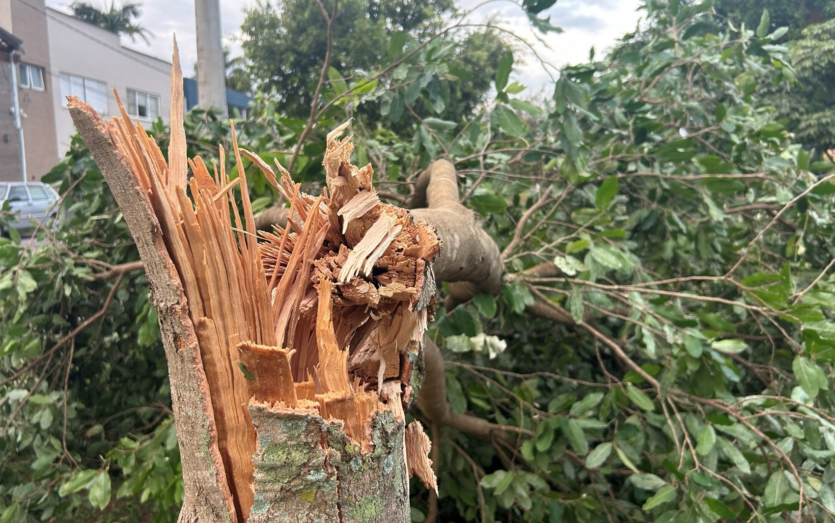 Temporal causa estragos e deixa Varginha sem energia