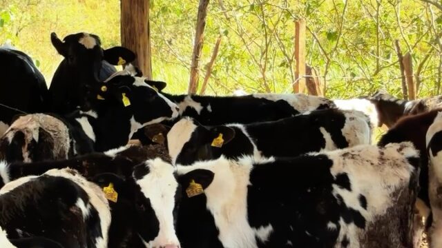 Vacinação Contra Brucelose Reforça Saúde Animal