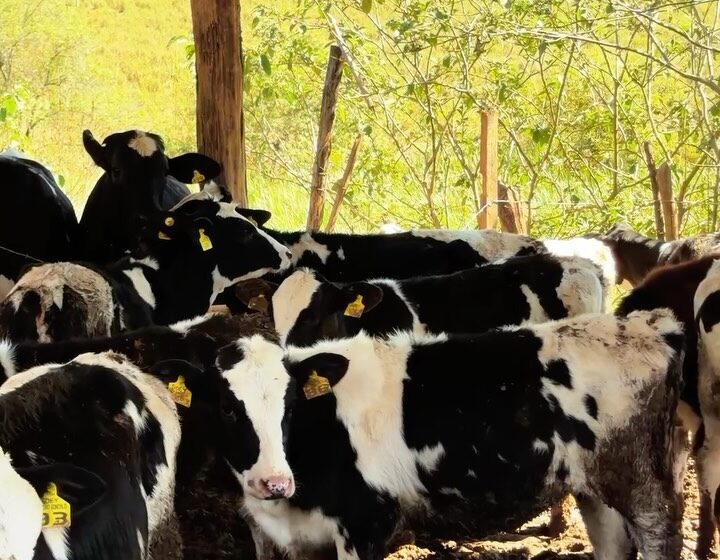 Vacinação Contra Brucelose Reforça Saúde Animal