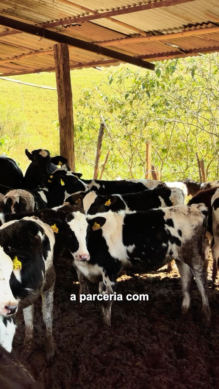 Vacinação Contra Brucelose Reforça Saúde Animal