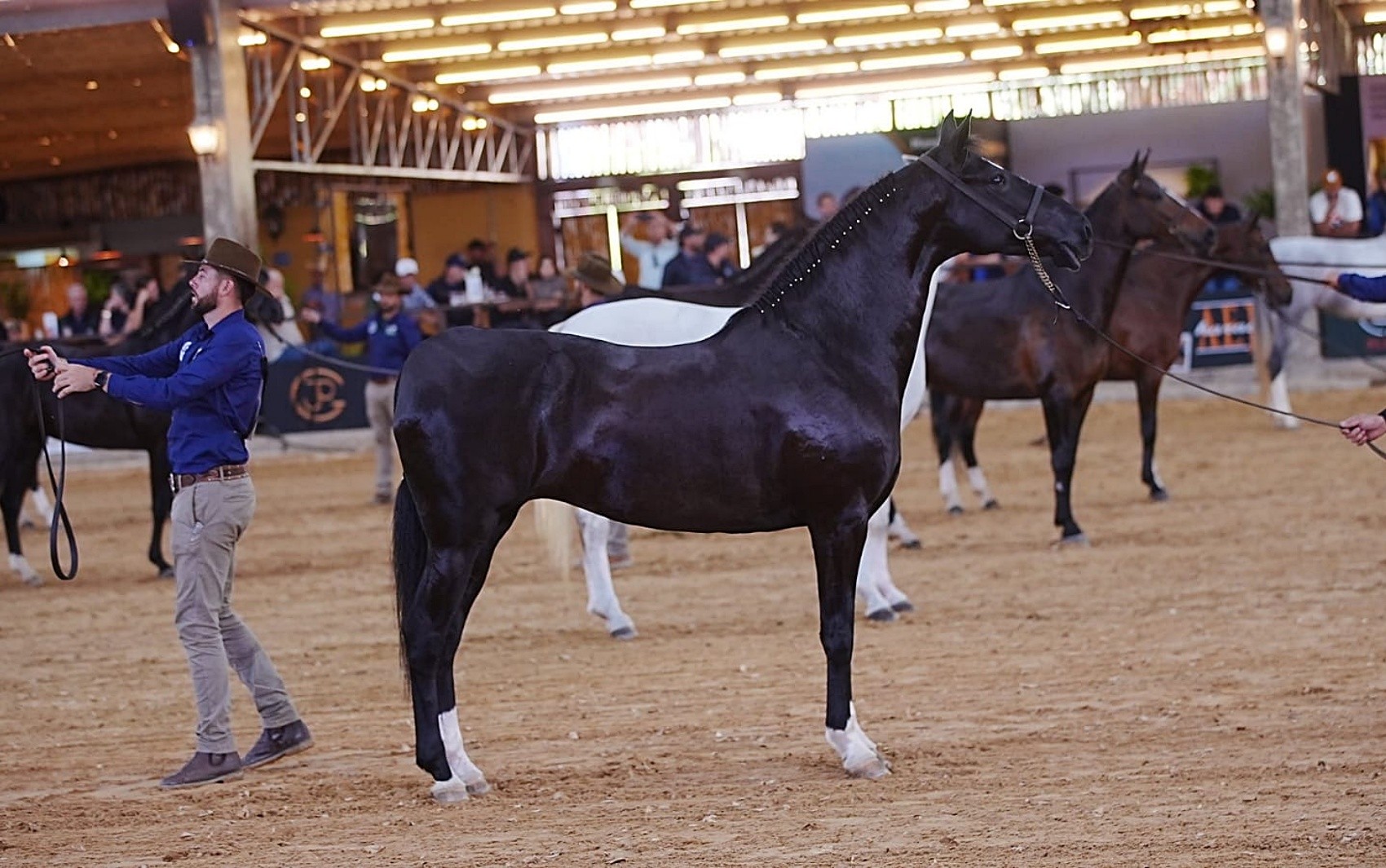 24ª Exposição Brasileira do Cavalo Mangalarga em Varginha